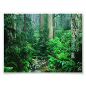 Rainforest Foto (Vorne)