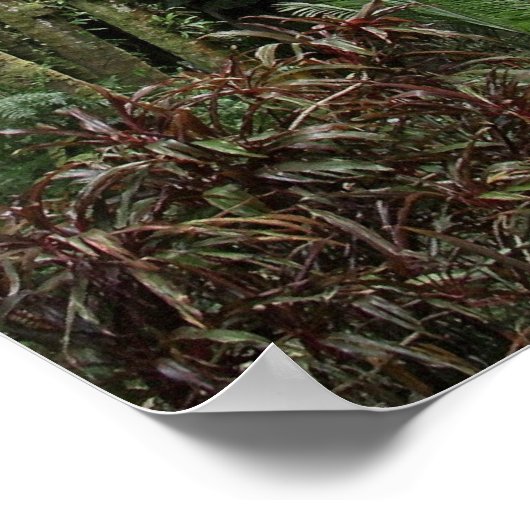 RAINFOREST GROSSE INSEL POSTER (Ecke)