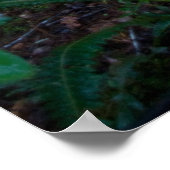 Rainforest Poster (Ecke)
