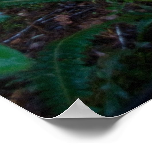 Rainforest Poster (Ecke)