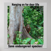 Rainforest Wildlife Poster (Vorne)