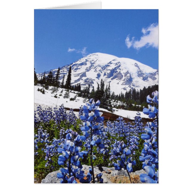 Rainier am Paradise Point (Vorne)