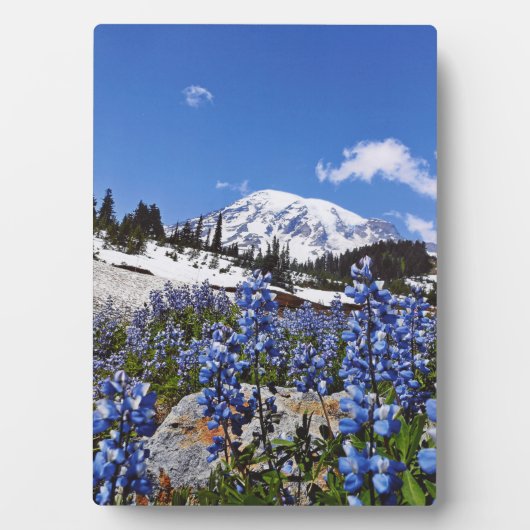 Rainier am Paradise Point Fotoplatte (Vorderseite)