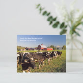 Rainier Cattle Postcard Postkarte (Stehend Vorderseite)