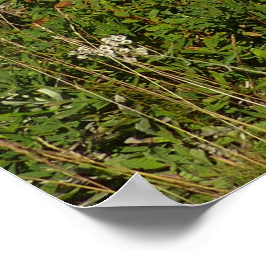 Rainier Lake Reflektion mit Wildblumen Poster (Ecke)