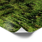 Rainier PDSC230 Poster (Ecke)