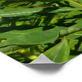 Rainier zwischen Lila Phlox-Blume Poster (Ecke)