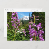 Rainier zwischen Lila Phlox-Blume Postkarte (Vorne/Hinten)