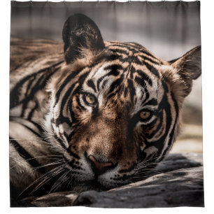 Rainthambourde wilde männliche Tigerin Fine Art Bi Duschvorhang