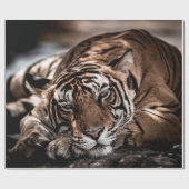 Rainthambourde wilde männliche Tigerin Fine Art Bi Geschenkpapier (Flach)