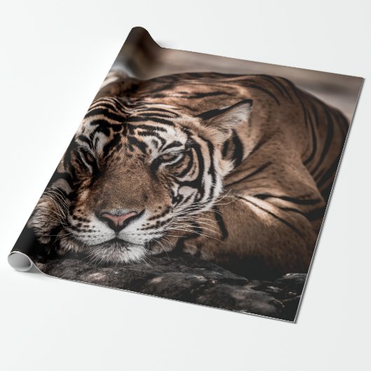 Rainthambourde wilde männliche Tigerin Fine Art Bi Geschenkpapier (Ungerollt)