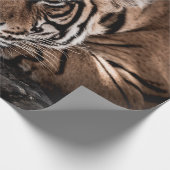 Rainthambourde wilde männliche Tigerin Fine Art Bi Geschenkpapier (Ecke)