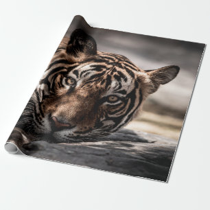 Rainthambourde wilde männliche Tigerin Fine Art Bi Geschenkpapier