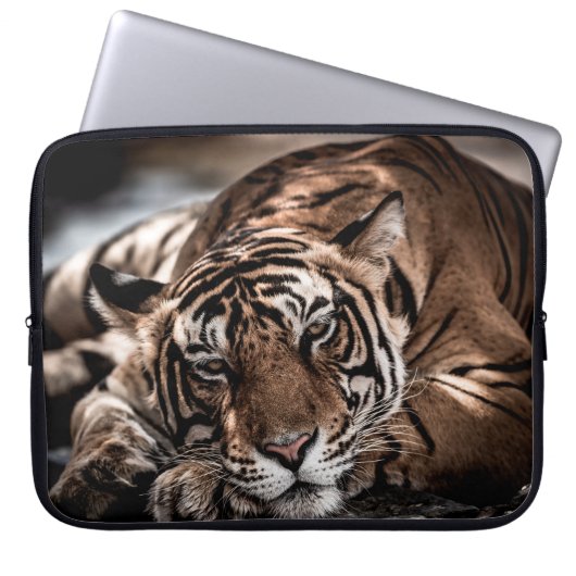 Rainthambourde wilde männliche Tigerin Fine Art Bi Laptopschutzhülle (Vorderseite)