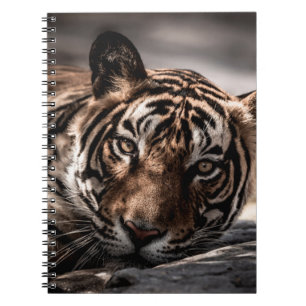 Rainthambourde wilde männliche Tigerin Fine Art Bi Notizblock