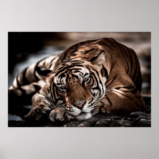 Rainthambourde wilde männliche Tigerin Fine Art Bi Poster (Vorne)