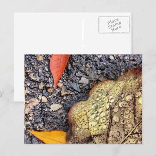 Rainy Blätter Postcard Postkarte (Vorne/Hinten)