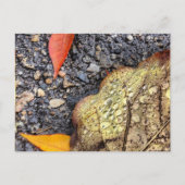 Rainy Blätter Postcard Postkarte (Vorderseite)