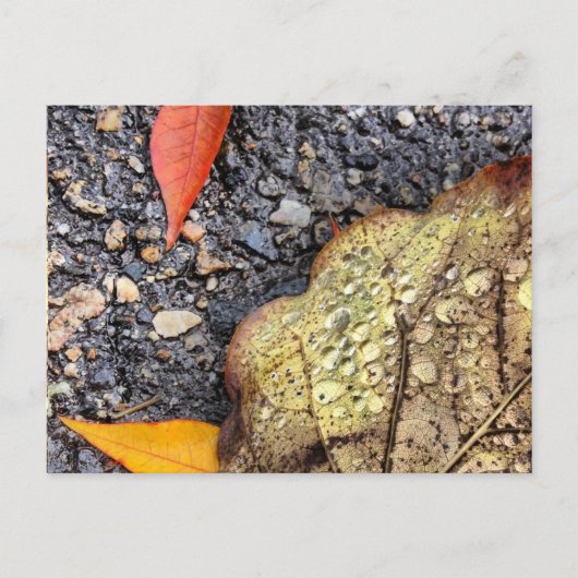 Rainy Blätter Postcard Postkarte (Vorderseite)