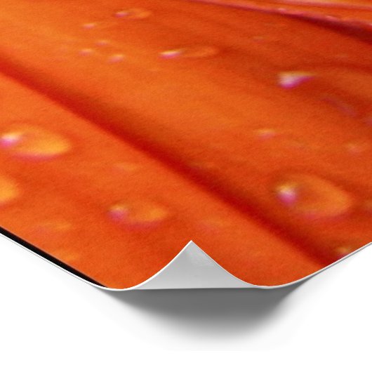 Rainy Daisy Poster (Ecke)