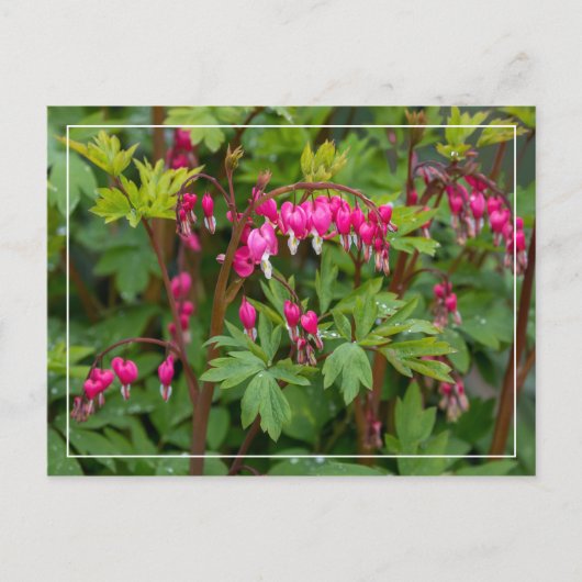 Rainy Day Blutungen Herz Postkarte (Vorderseite)