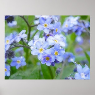 Rainy Day Forget Me Nots Poster