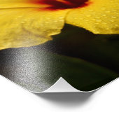 Rainy Day Hibiskus Fotodruck (Ecke)