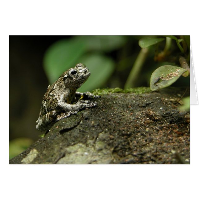 Rainy Frog (Vorderseite (Horizontal))