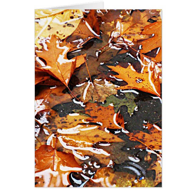 Rainy Herbstlaubs (Vorne)