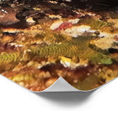 Raja Ampat Nudi Poster (Ecke)