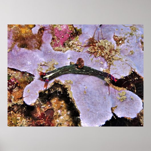 Raja Ampat Nudi Poster (Vorne)
