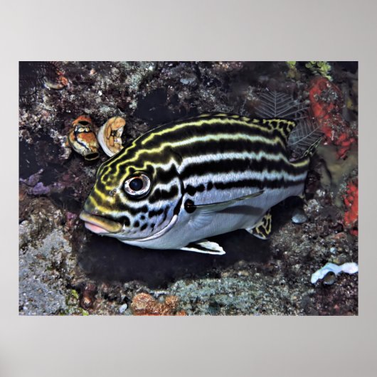 Raja Ampat Sweetlips Poster (Vorne)