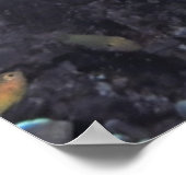 Raja Ampat Sweetlips Poster (Ecke)