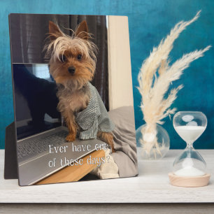 Ralphie der Teacup Yorkie - Einer jener Tage Fotoplatte
