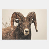 Ram Geschenkpapier Set (Vorderseite)