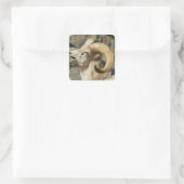 Ram oder Bighorn Sheep Laghing Quadratischer Aufkleber (Tasche)