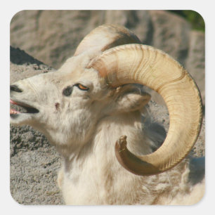 Ram oder Bighorn Sheep Laghing Quadratischer Aufkleber
