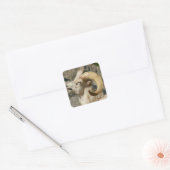 Ram oder Bighorn Sheep Laghing Quadratischer Aufkleber (Umschlag)
