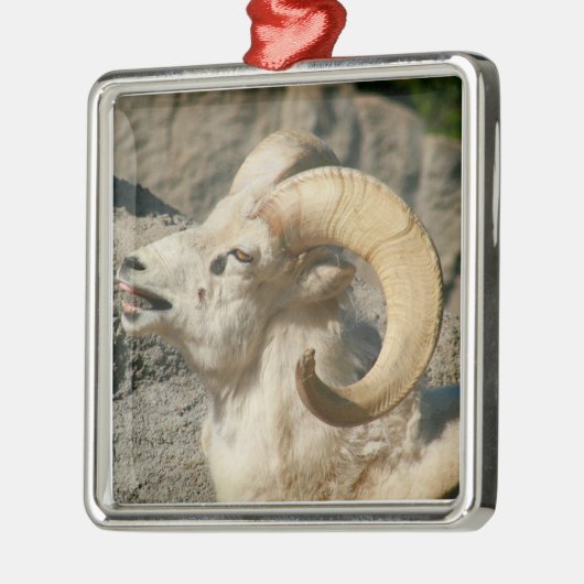 Ram oder Bighorn Sheep Laghing Silbernes Ornament (Links)