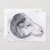 Ram Original Zeichnend Postkarte (Vorne/Hinten)