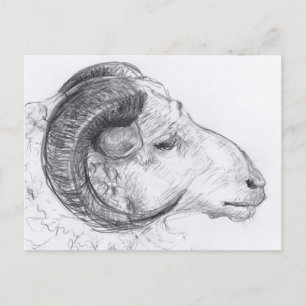 Ram Original Zeichnend Postkarte