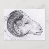 Ram Original Zeichnend Postkarte (Vorderseite)