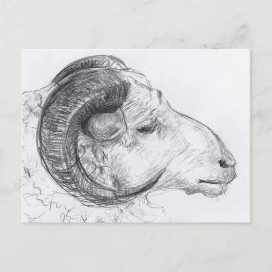 Ram Original Zeichnend Postkarte (Vorderseite)