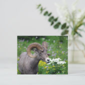 Ram - Riechen der Blume Postkarte (Stehend Vorderseite)