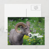 Ram - Riechen der Blume Postkarte (Vorne/Hinten)