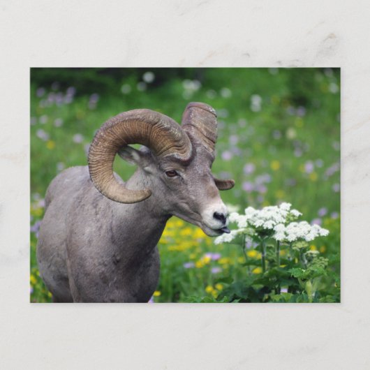 Ram - Riechen der Blume Postkarte (Vorderseite)