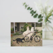 Ram und Ewe Postkarte (Stehend Vorderseite)