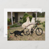 Ram und Ewe Postkarte (Vorne/Hinten)