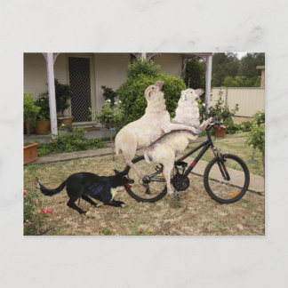 Ram und Ewe Postkarte