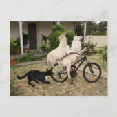 Ram und Ewe Postkarte (Vorderseite)